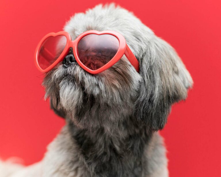 Dog wearing sunglasses