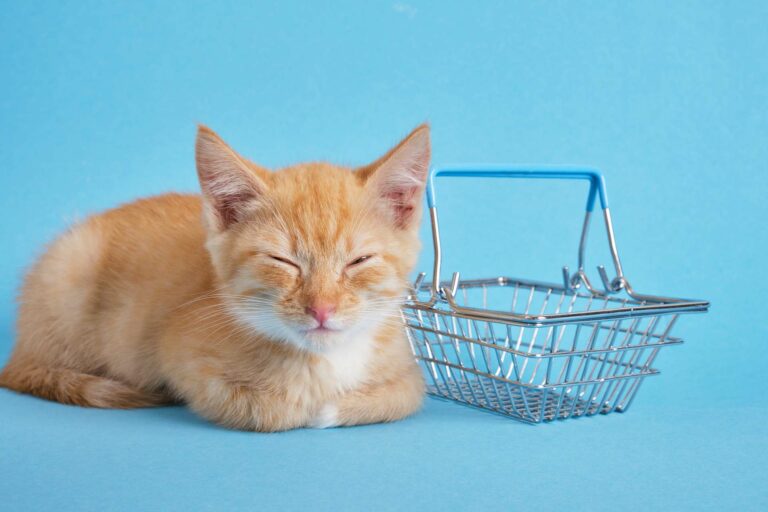 Cat Shopping